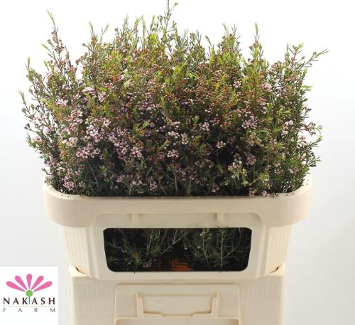 Chamelaucium uncinatum 'Romi'