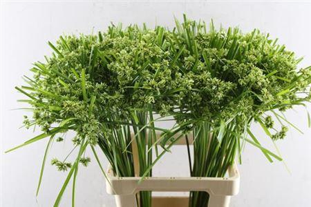 Cyperus glaber