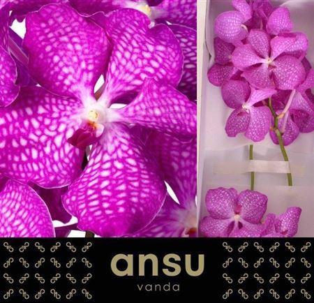Vanda Kanchana Magic Pink