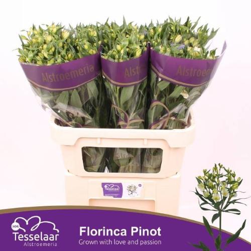 Alstroemeria florinca Pinot