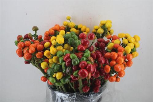 Capsicum annuum per tak 'Black Fire' (peper)