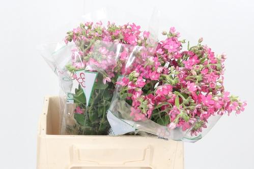 Oxypetalum coeruleum 'Pink Harmony'