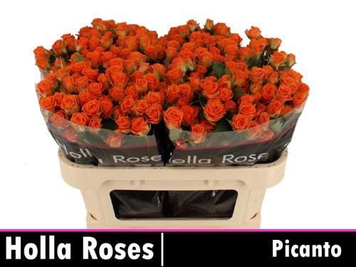 Rosa tros Picanto