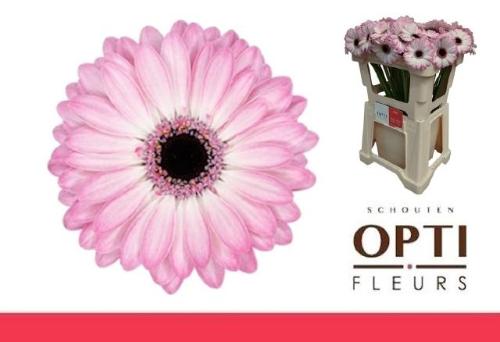 Gerbera mini 'Lollipop'