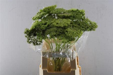 Ammi visnaga 'Green Mist'