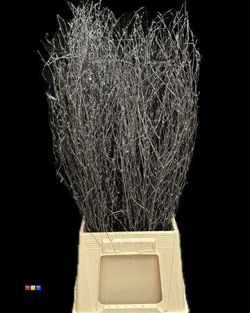 Betula per bos kleurbehandeld