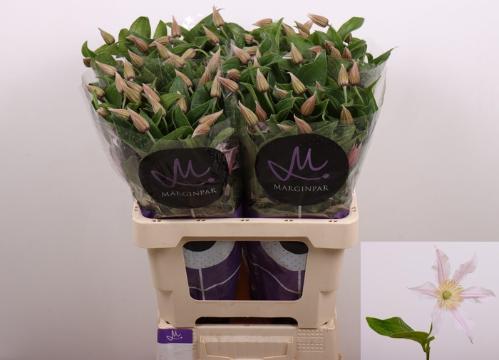 Clematis Amazing Kansas