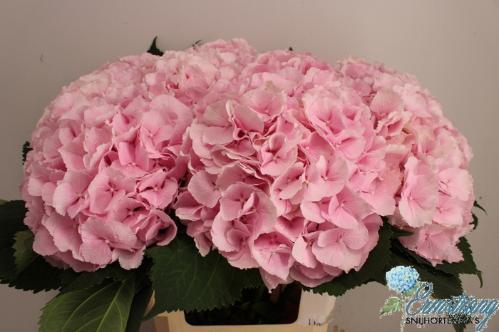 Hydrangea macrophylla 'Verena'
