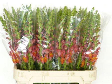 Antirrhinum majus 'Potomac Dark Orange'