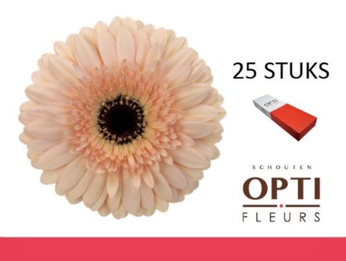 Gerbera grootbloemig 'Cafe del Mar'