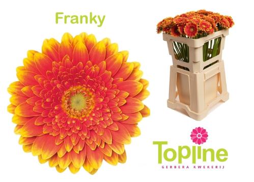 Gerbera mini 'Franky'