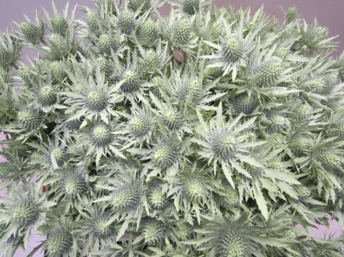 Eryngium planum kleurbehandeld H%