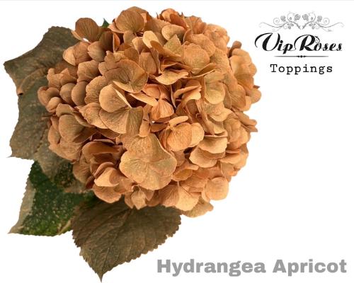 Hydrangea overig kleurbehandeld H%