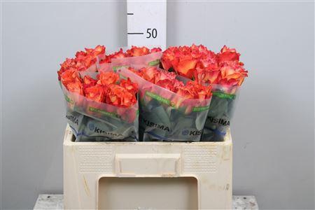 Rosa grootbloemig Free Spirit