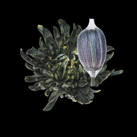 Chrysanthemum (Indicum Grp) geplozen Antonov kleurbehandeld H%