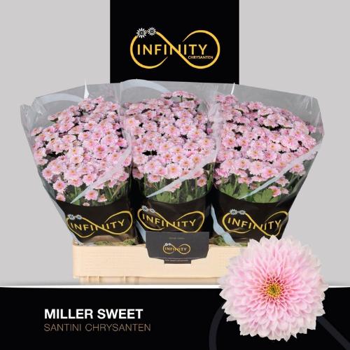 Chrysanthemum (Indicum Grp) tros santini Miller Sweet