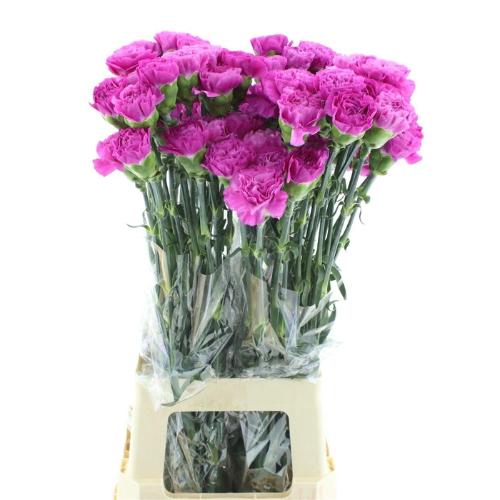 Dianthus standaard Haiku