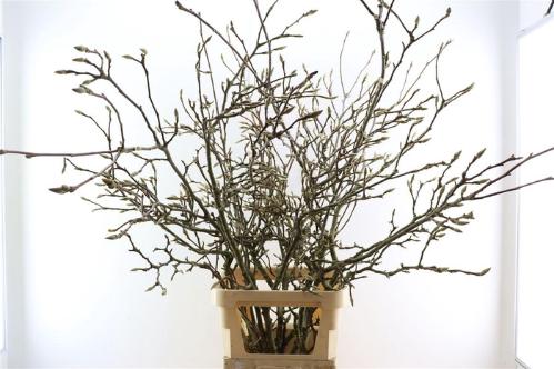 Magnolia grandiflora