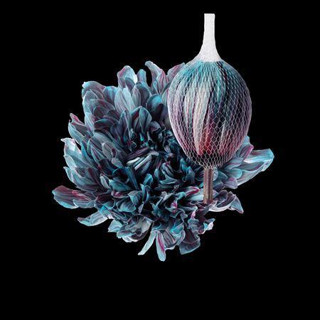 Chrysanthemum (Indicum Grp) geplozen Antonov kleurbehandeld H%