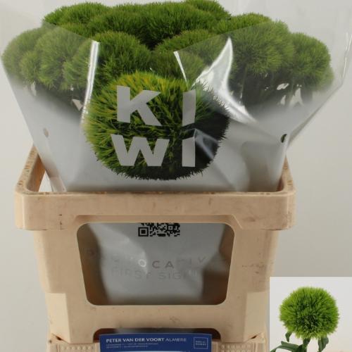 Dianthus barbatus Kiwi Mellow