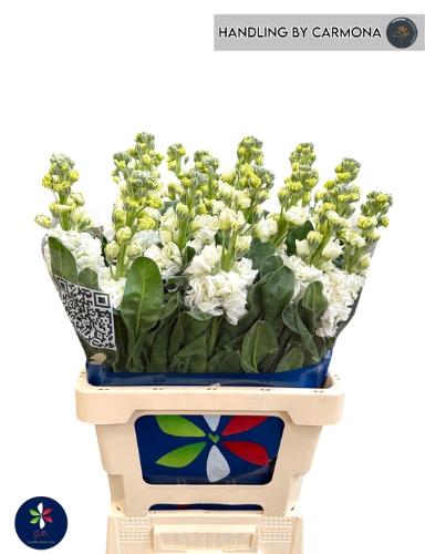 Matthiola incana 'Iron White'