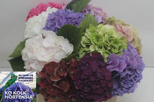 Hydrangea gemengd