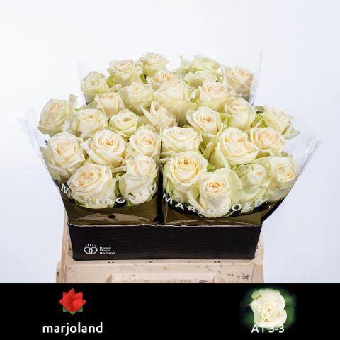 Rosa grootbloemig Dolomiti