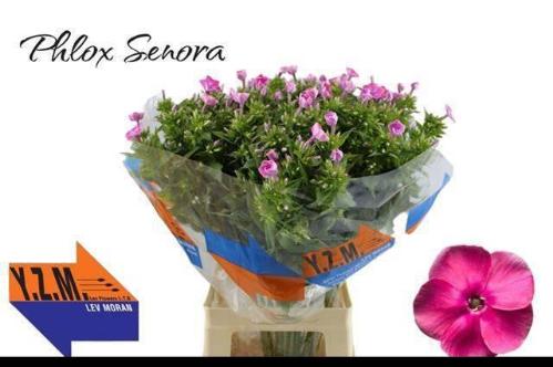 Phlox Paniculata Grp 'Cenura'