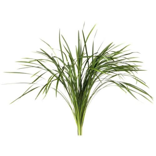 Ophiopogon jaburan T-grass