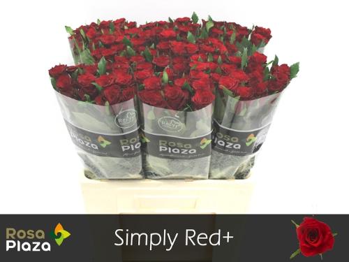 Rosa grootbloemig Simply Red+