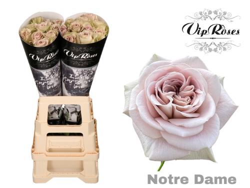 Rosa grootbloemig Notre Dame+