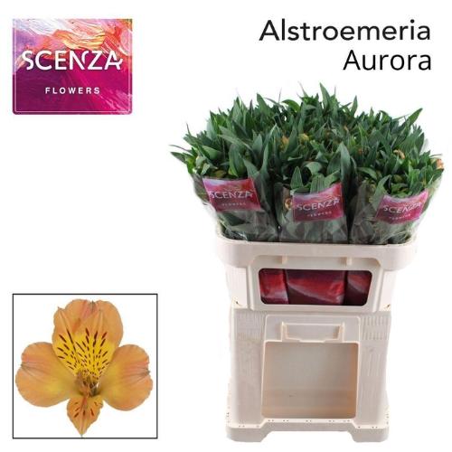 Alstroemeria Aurora
