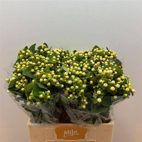 Hypericum x inodorum Magical Snowprince