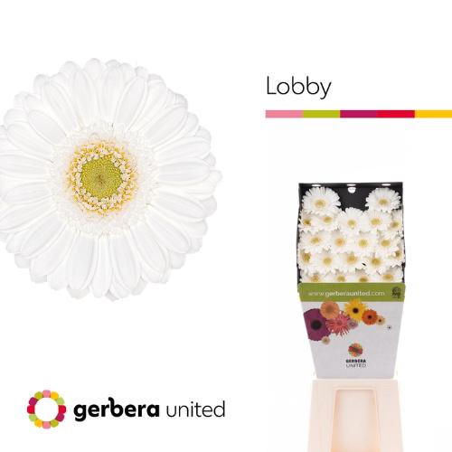 Gerbera mini 'Lobby'