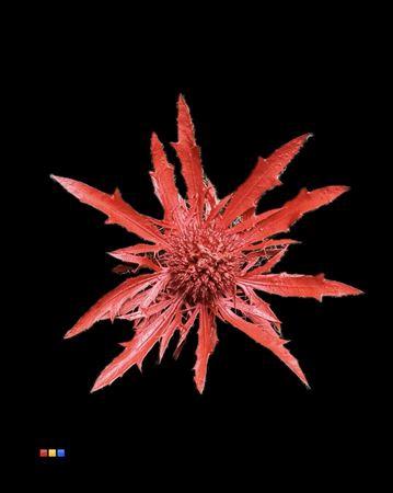 Eryngium alpinum kleurbehandeld H%