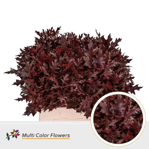 Quercus palustris kleurbehandeld H%