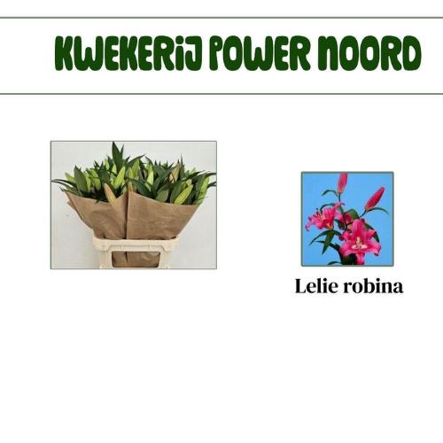 Lilium Oriental Grp 'Robina'