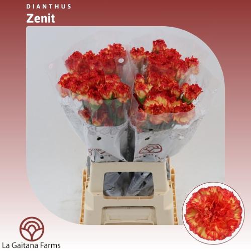 Dianthus standaard 'Zenit'