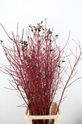 Cornus alba 'Sibirica'