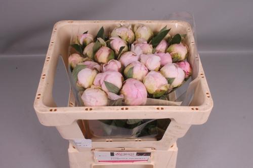 Paeonia Lactiflora Grp 'Florence Nicholls'