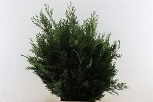 Chamaecyparis lawsoniana 'Alumii' per bos