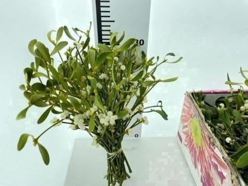 Viscum album per bos