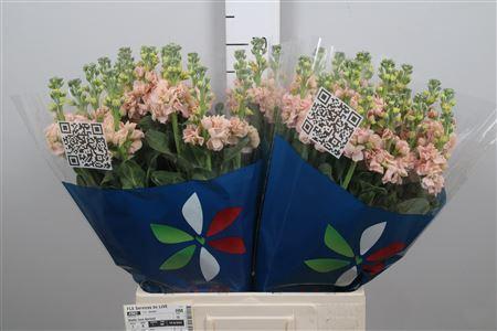 Matthiola incana 'Iron Apricot'