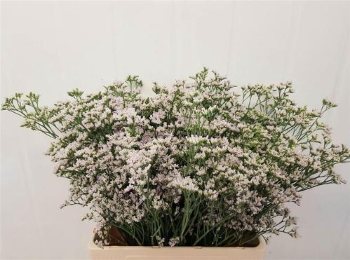 Limonium caspium 'White Neto'