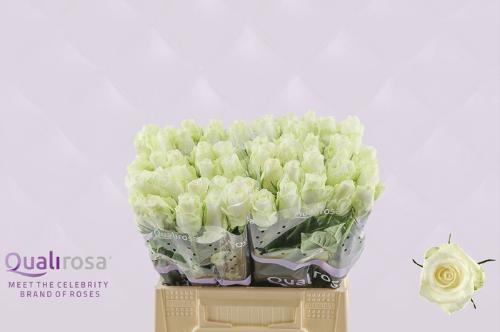 Rosa grootbloemig Countdown!