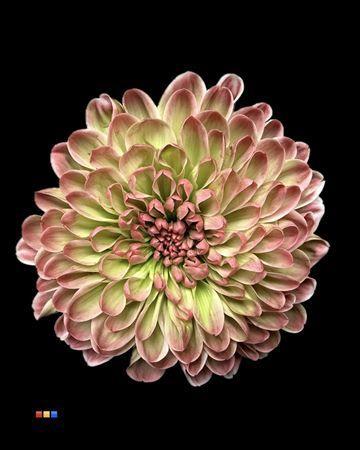 Chrysanthemum Indicum Grp tros kas kleurbehandeld H%