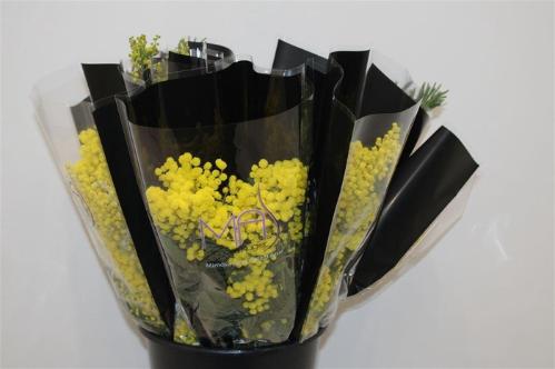 Acacia baileyana bloeiend per bos 'Purpurea'Dealbata Grp