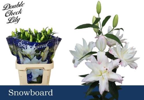 Lilium Oriental Grp 'Snowboard'