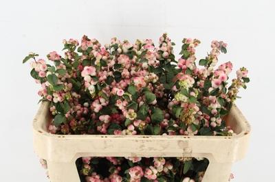 Symphoricarpos (Pink Berry Grp) Magical Red Riding Hood