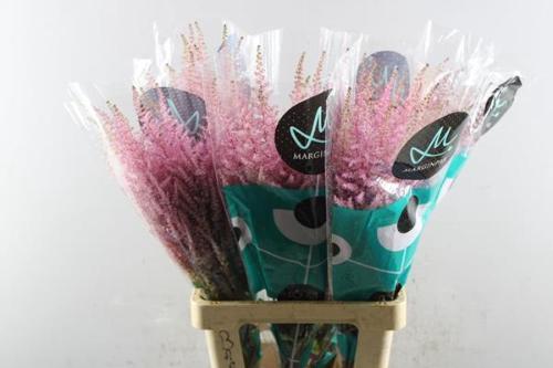 Astilbe Arendsii Grp 'Erika'